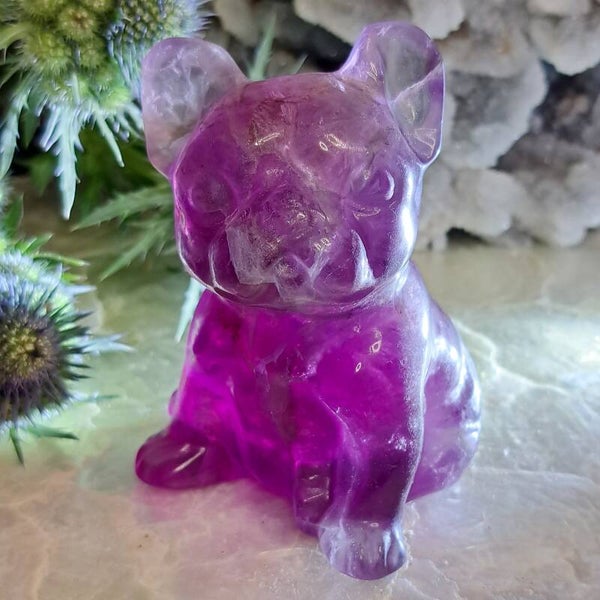 Fluoriet XL Bulldog (1)