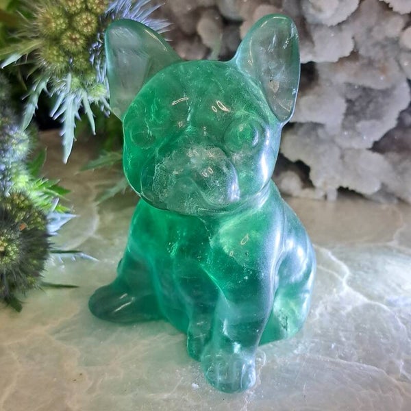 Fluoriet XL Bulldog (1)