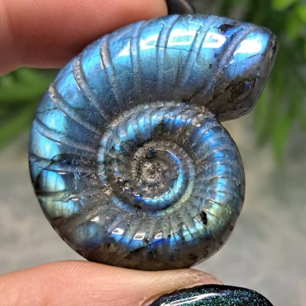 Labradoriet Ammoliet (3)