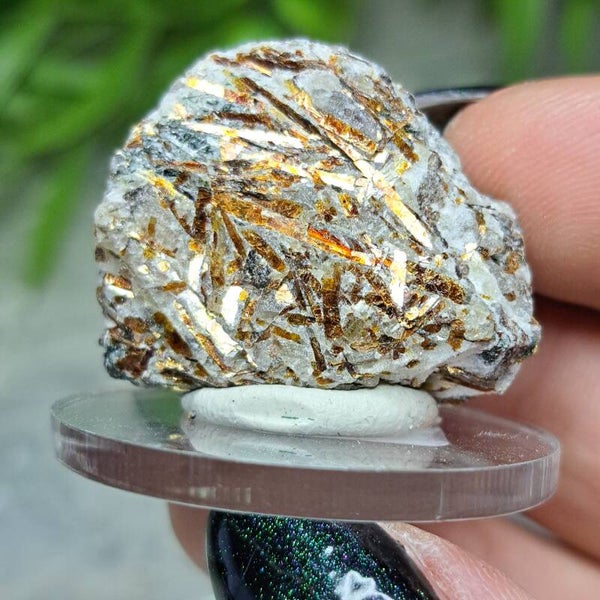 Astrofylliet Ruw (1)