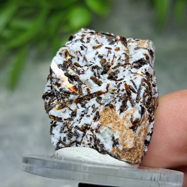 Astrofylliet Ruw (2)