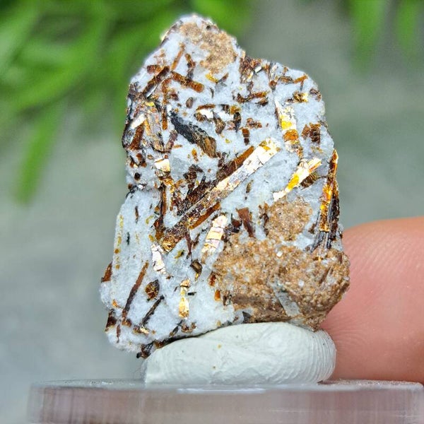 Astrofylliet Ruw (3)