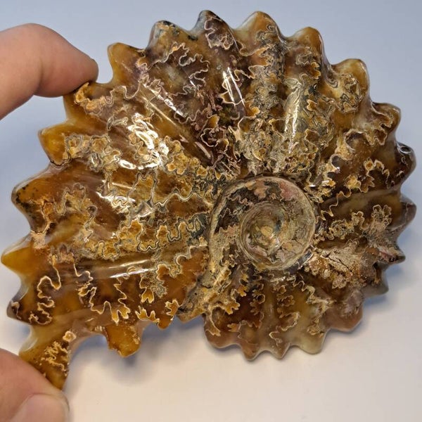 Ammoniet Fossiel