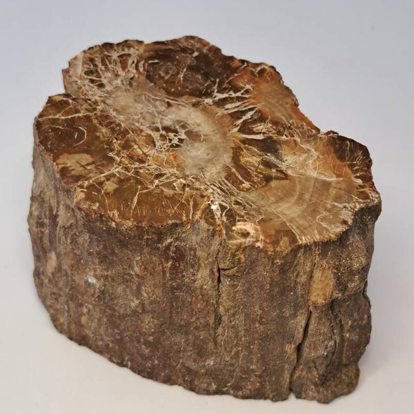 Versteend hout stam