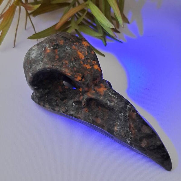 UV Sodaliet Bird Skull