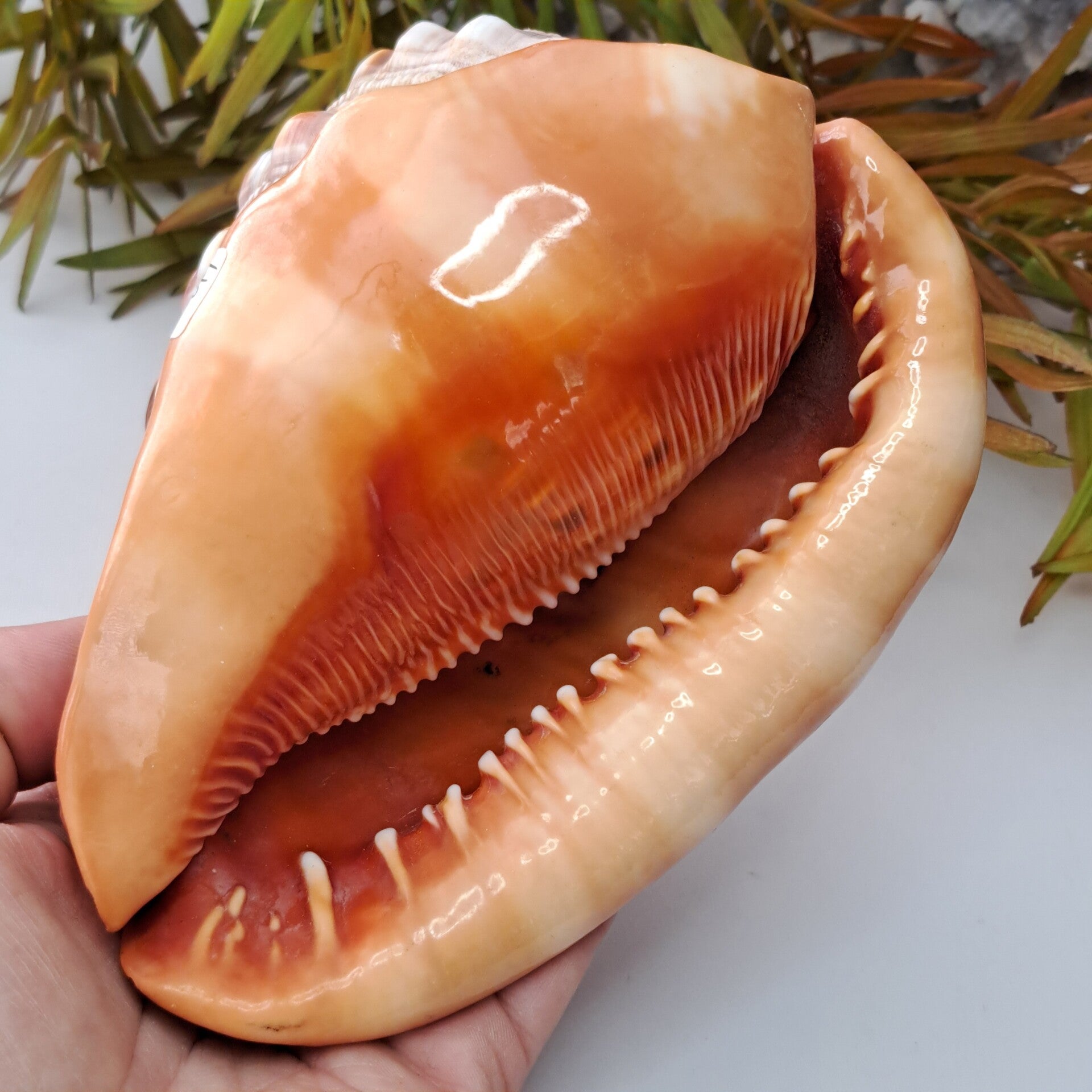 Grote Helmschelp (Cassis Schelp)