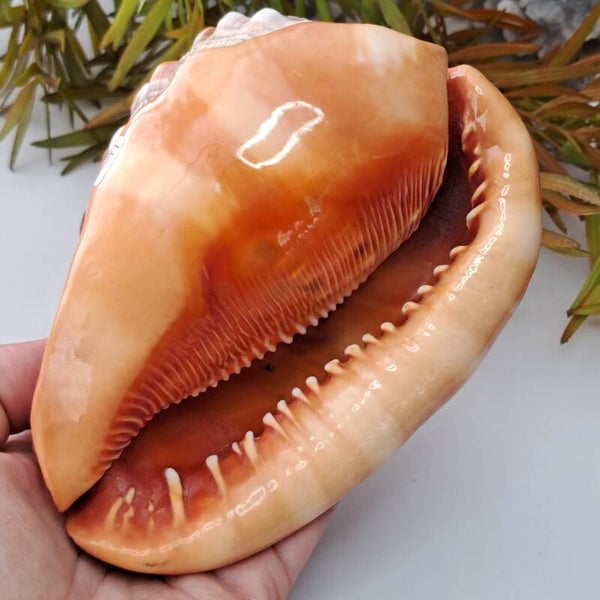 Grote Helmschelp (Cassis Schelp)