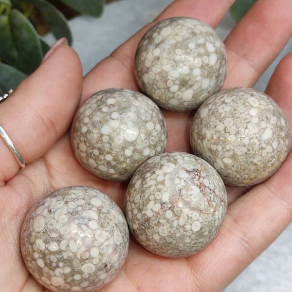 Mini Bolletje Fossiel Ryoliet