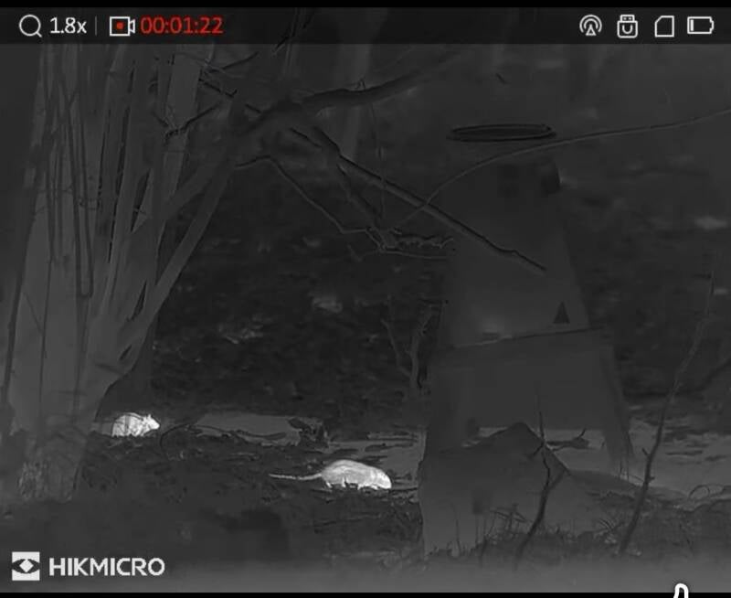 Inspectie met warmtebeeldcamera bij rattenbestrijding in de Kempen Professionele rattenbestrijding zonder gif