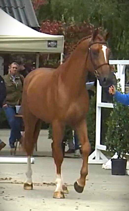 CHAMPION HERO Z STALLION