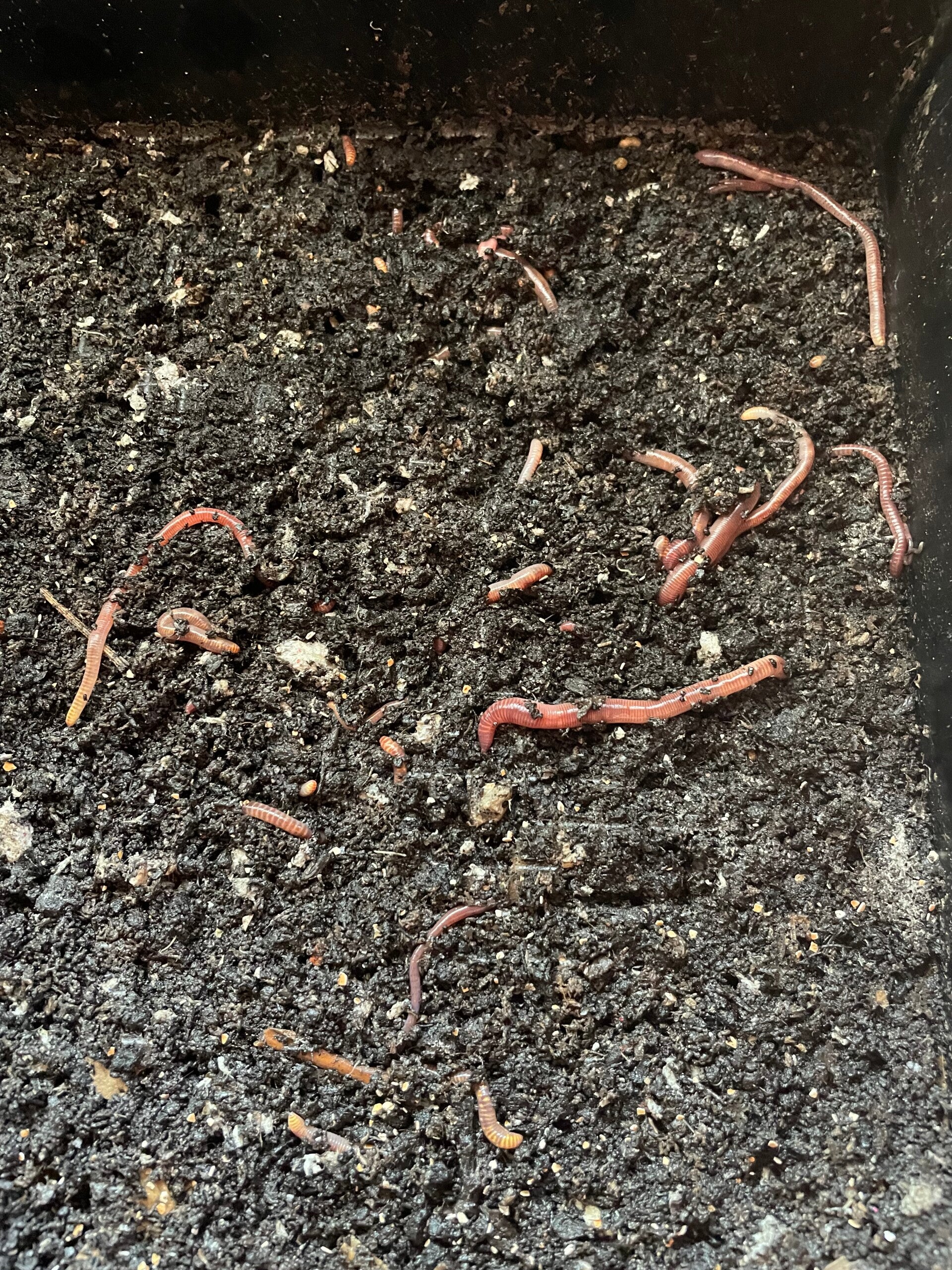 Compostwormenmix