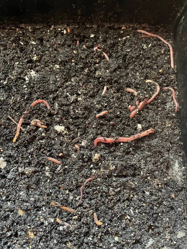 Compostwormenmix