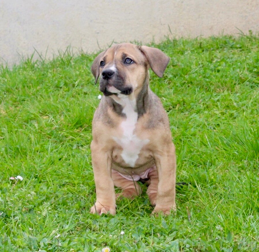 Femelle Tri Black/Fawn