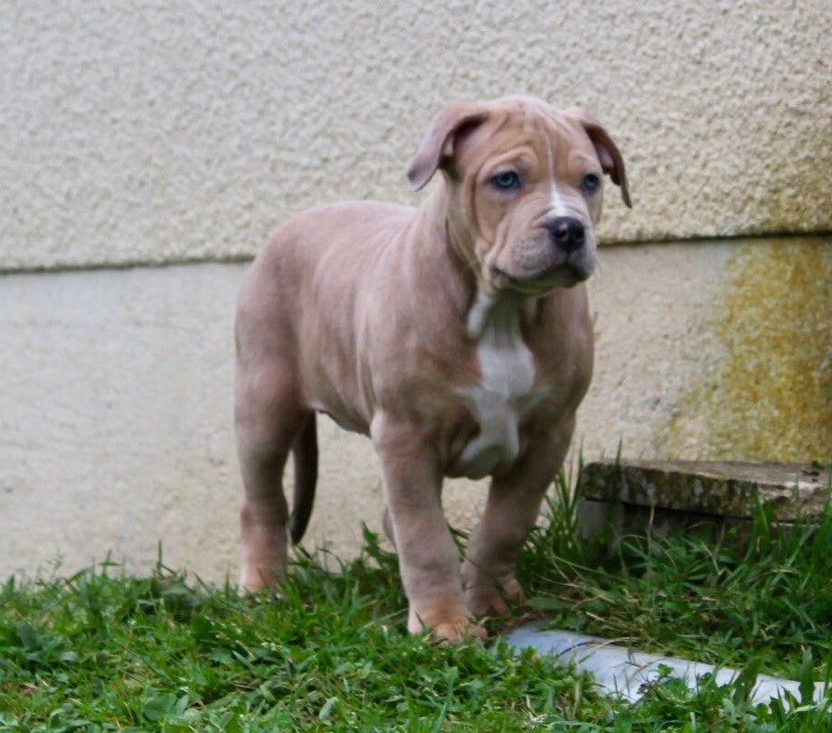 Femelle Trico Bleu Merle