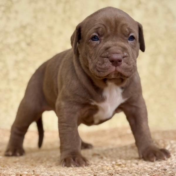 STARLINE Konan / OLYMPE BULLY LINE Aslan