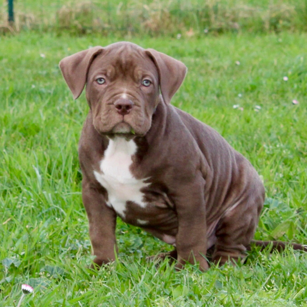 STARLINE Cassiopé / DARK SOUL KENNEL Cullinan