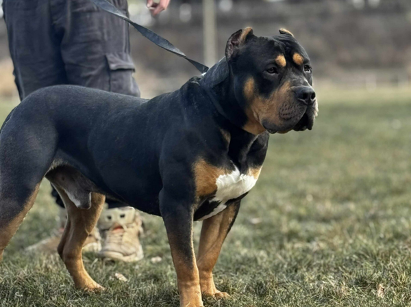 DarkSoulKennel Cullinan