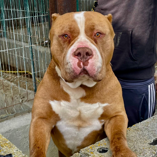 Lion Bully Kennel HORUS
