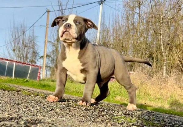 STARLINE Ino / BABALINE Cerbert The Giant