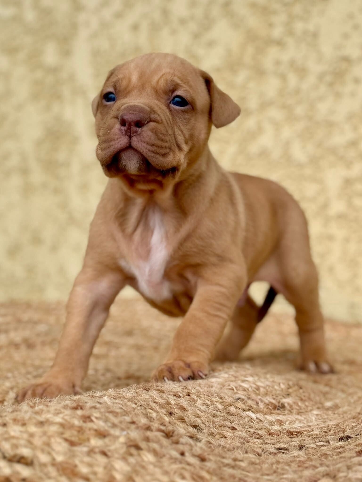 STARLINE Konan / OLYMPE BULLY LINE Aslan