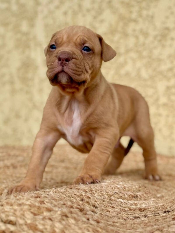 STARLINE Konan / OLYMPE BULLY LINE Aslan