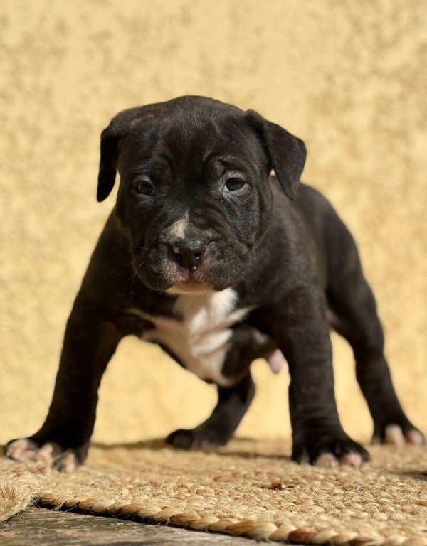 Male Noir Brindle
