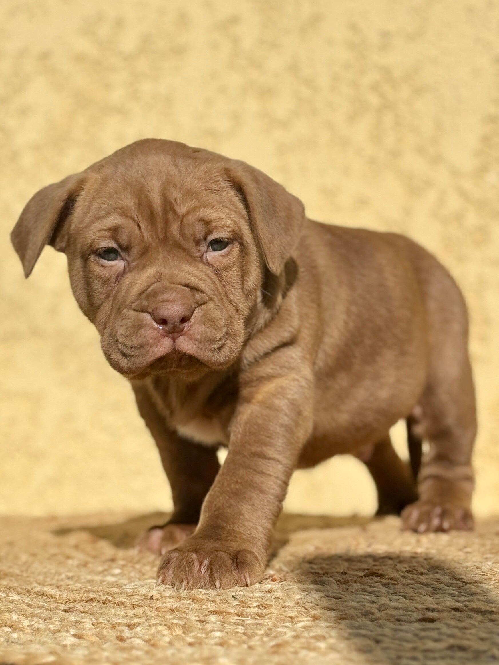 Male Chocolat Brindle