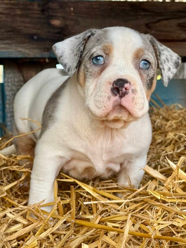 Femelle tricolore bleu merle — Inata × Cullinan