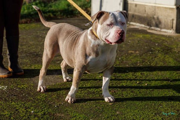 BullyKingsThrone Atlas