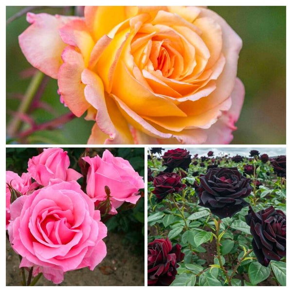 3 x Potted Roses Saver Deal