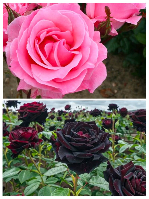 2 potted roses deal Queen Elizabeth Floribunda & Black Baccara Hybrid Tea 3L Pot Roses