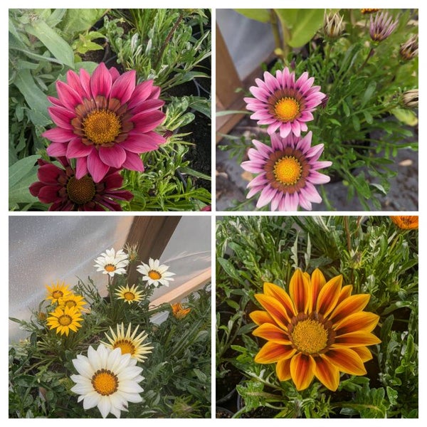 Hardy Perennial Collection 6 Plants, SeaHolly, Hollyhock, Gazinas,Coneflowers