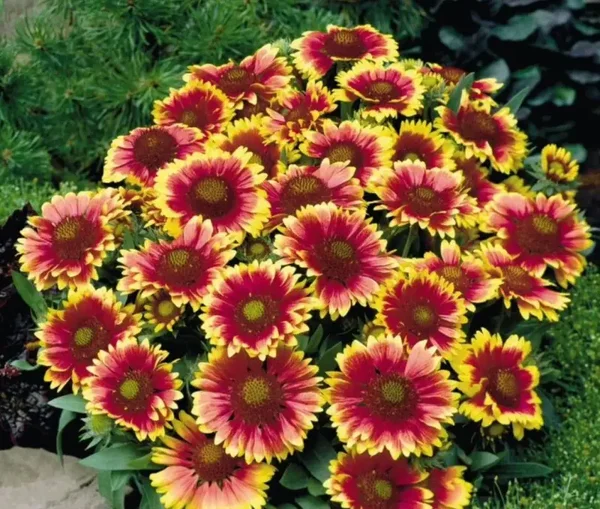 6 Plants Bundle Gaillardia Arizona Sun 9cm pot plants Perennial