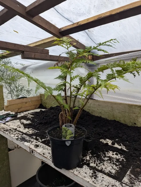Cyathea Cooperi 5L Pot Ferns