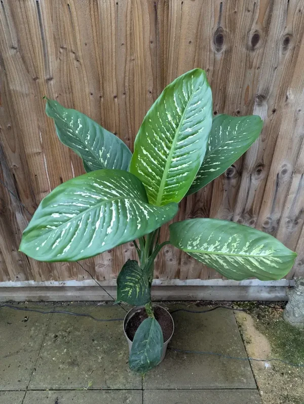 Dieffenbachia Seguine Dumb Cane House Plant 3ft
