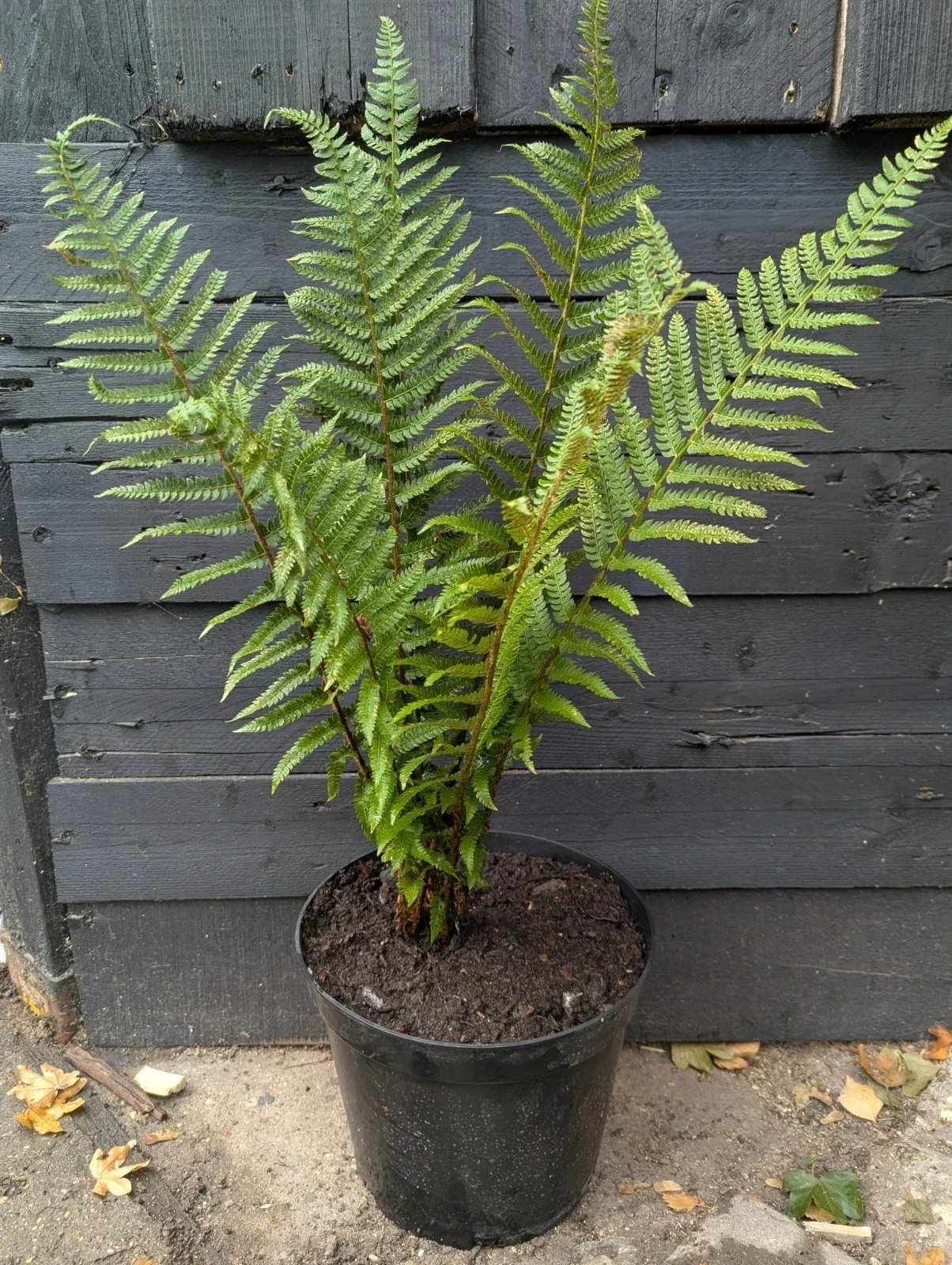 Dryopteris Male Fern 5L Short Trunk