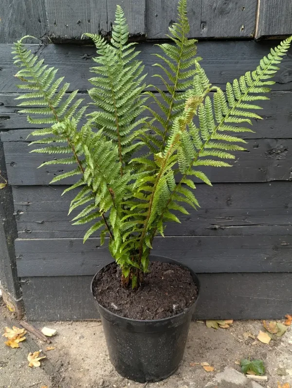 Dryopteris Male Fern 5L Short Trunk