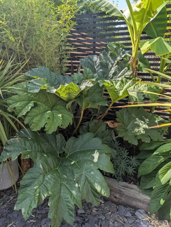 Gunnera Manicata Large Crown Bareroot True Breed Bog Plant