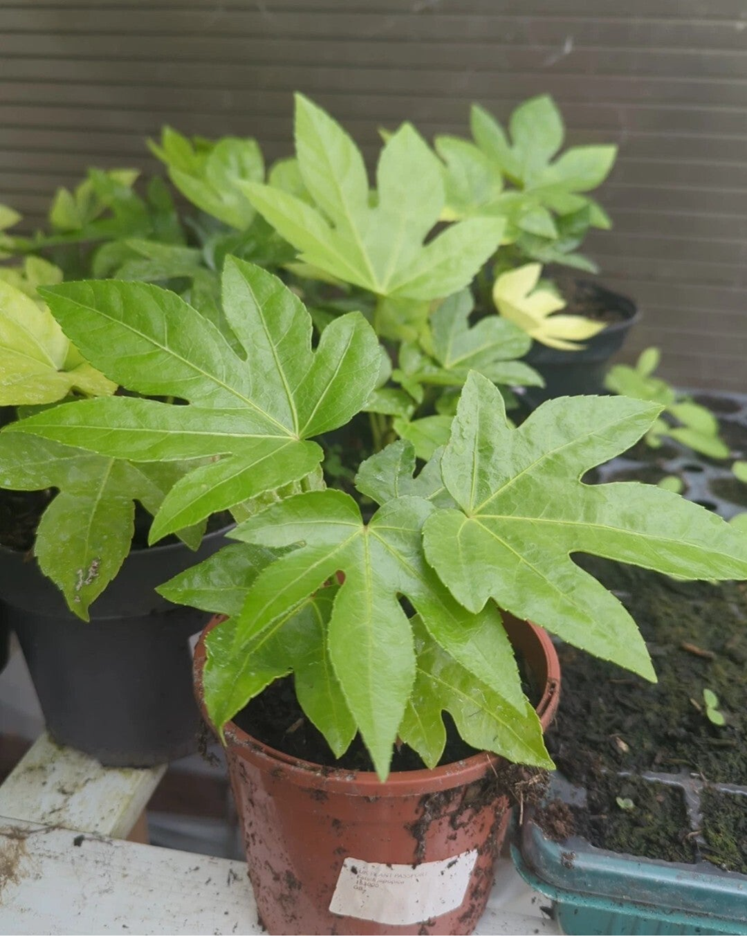 Fatsia Japonica 1L Potted Hardy Shrubs Plants Evergreen