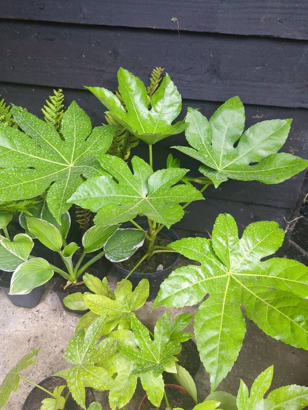 3L Fatisa japonica 2ft including pot