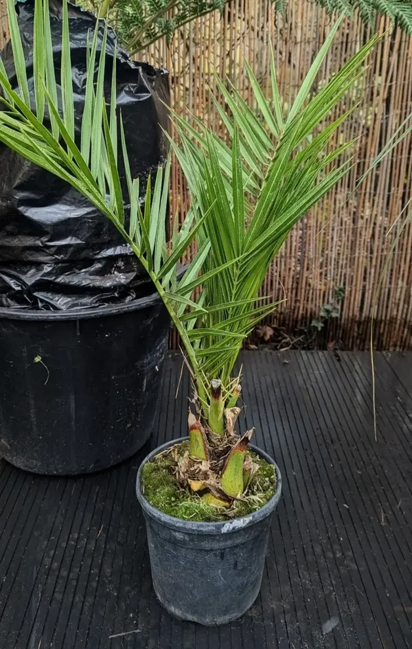 Phoenix palm Tree Plant 2ft