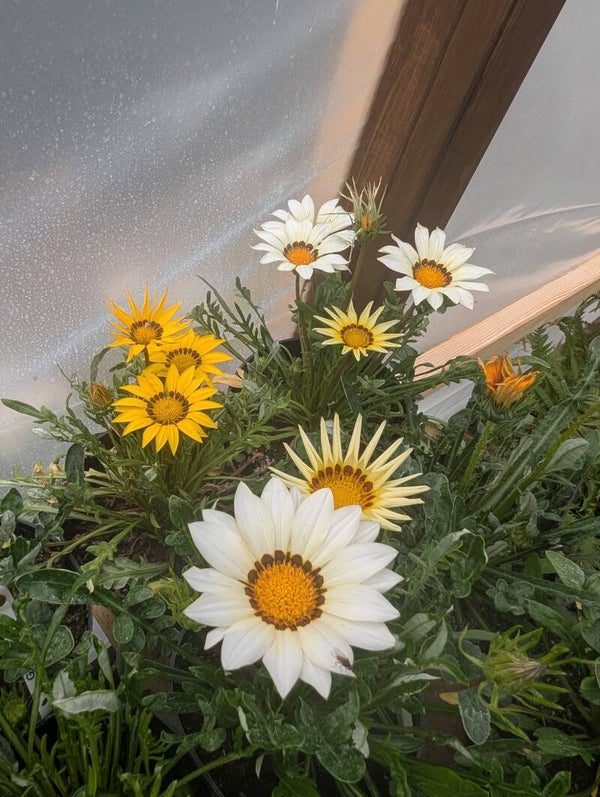 Gazania kiss Mix 9cm Pot 3 Plants Per Order