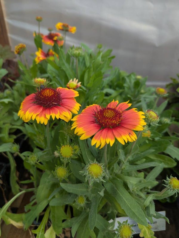 Gaillardia 1L Potted Perennial Plants