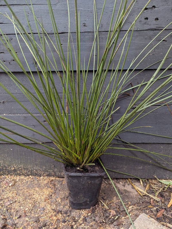 Common Rush Grass 1L Pot