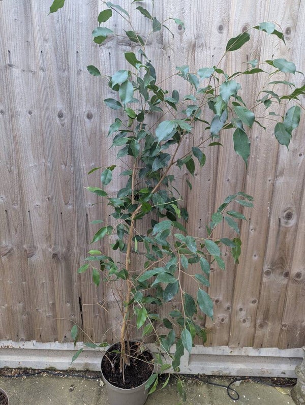 Indoor Fig Tree 4ft