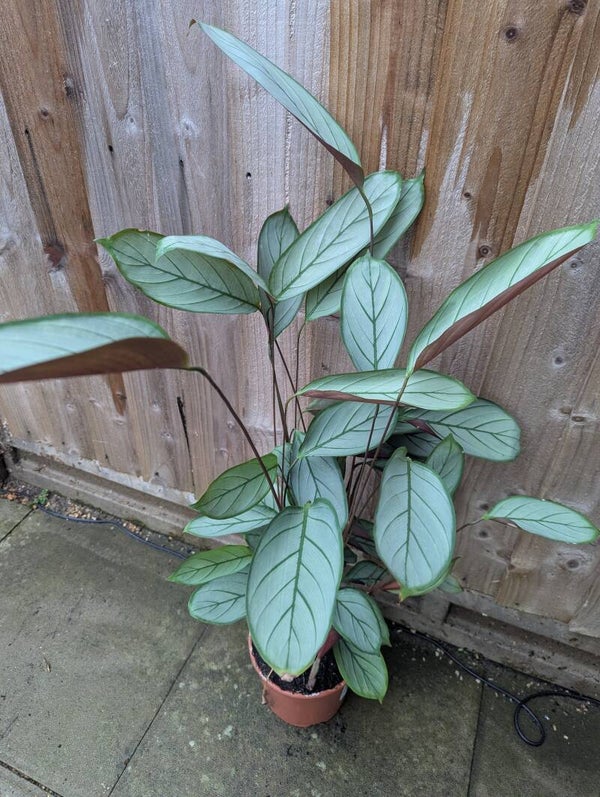 Calathea Fishbone Indoor Plant