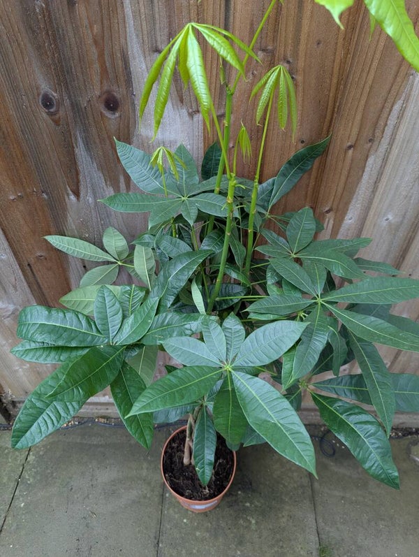 Monkey Tree Paccheri Indoor 4ft Plant