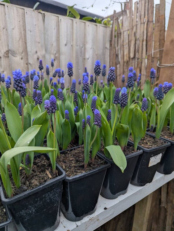 1L Pot Muscari Blue Perennial
