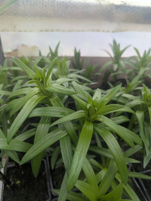 Lilium blacklist 1L Pot