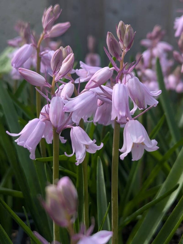 Hyacinthoides Pink Bluebells 1L Pot